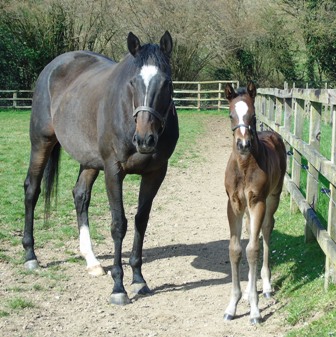 2019 Speedy and foal